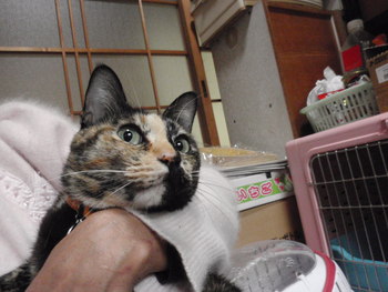 ビビ君＆メロちゃん　猫ホテル