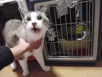 ビビ君＆メロちゃん　猫ホテル