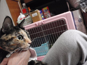 ビビ君＆メロちゃん　猫ホテル