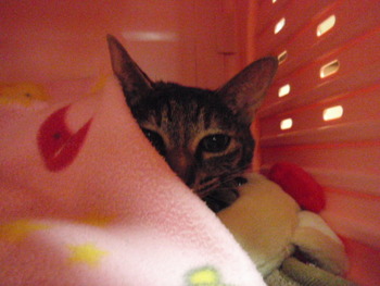 ミミィちゃん　猫ホテル