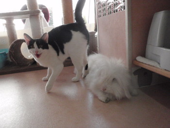 はちわれ猫里親体験中