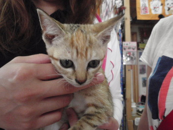 ムギ猫里親体験