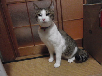 モカちゃん＆ムギちゃん＆マロン君　猫ホテル
