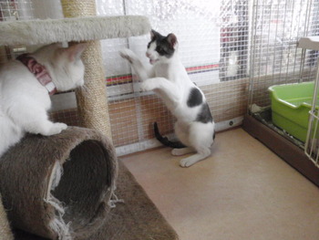 マサムネ君　猫カフェ＆爪切り
