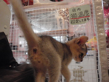 あびっ仔3　のんちゃん