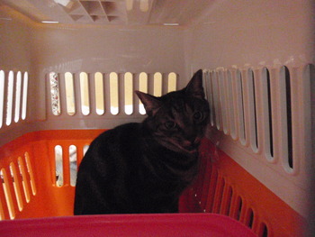 ナイト君　猫ホテル