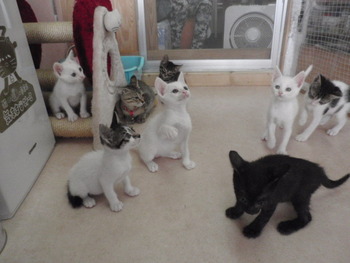 白きじ猫里親予約決まり