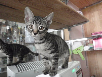 子猫里親募集