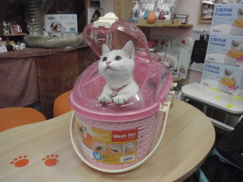 限定品！ピンク