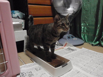 ぺぺちゃん　猫ホテル