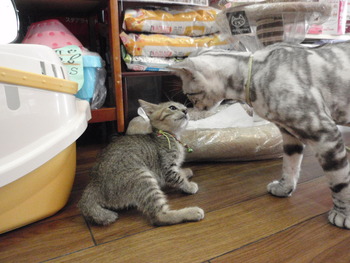 みぃちゃん＆蓮君