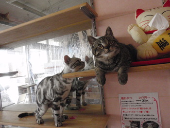 猫らんどのお友達
