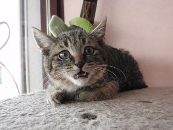 子猫里親募集