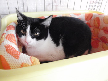 子猫里親募集