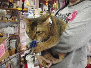 レオ君　初　猫美容