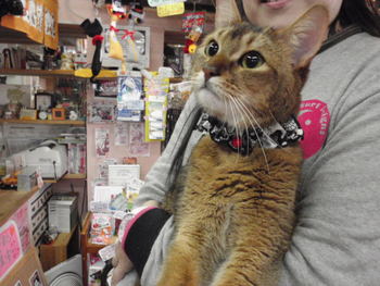 レオ君　初　猫美容