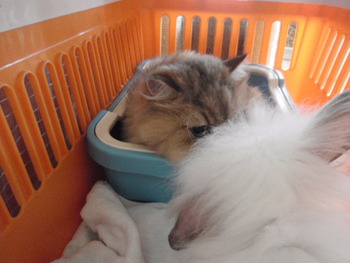 レオ君　猫ホテル