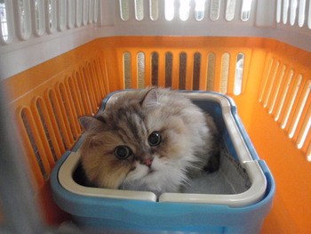 レオ君　猫ホテル