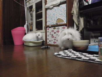 うさぎのロコ君　去勢手術