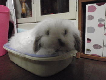 うさぎのロコ君　去勢手術