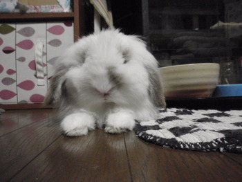 うさぎのロコ君　去勢手術