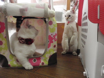 りんりんちゃん　ちこちゃんの猫友