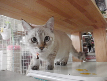 りんりんちゃん　ちこちゃんの猫友