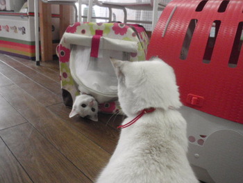 りんりんちゃん　ちこちゃんの猫友
