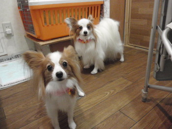 リン＆ララ　犬美容
