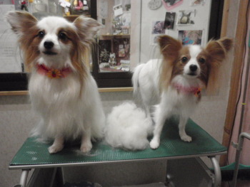 リン＆ララ　犬美容