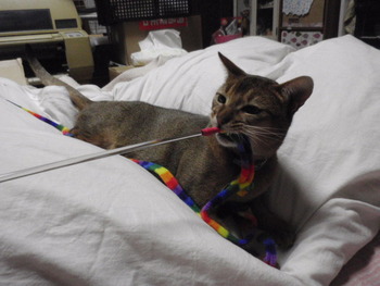 ヒモの猫おもちゃ