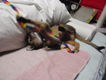 ヒモの猫おもちゃ