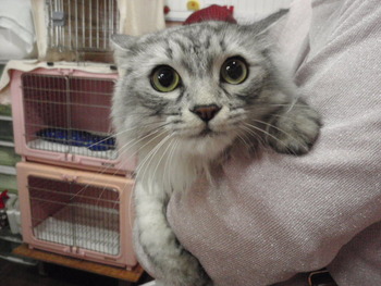 ルーちゃん　猫のプチ美容
