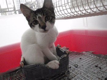 ２匹の子猫里親募集