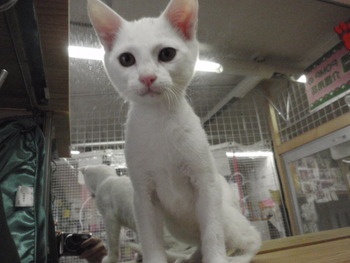 ２匹の子猫里親募集