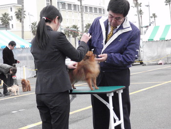 ドッグショー