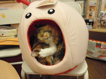 はぴちゃん