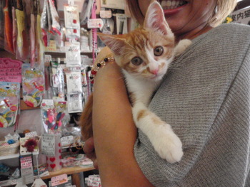 白茶猫里親体験中