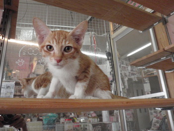 仔猫里親募集　店