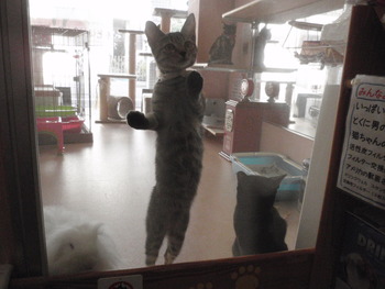 子猫里親募集　店