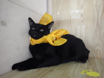 子猫里親募集　店