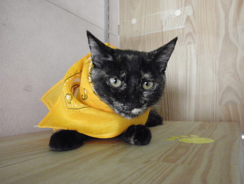 子猫里親募集　店