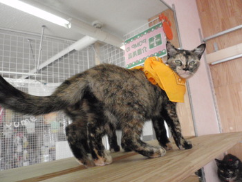 子猫里親募集　店