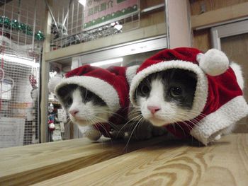 猫サンタさん