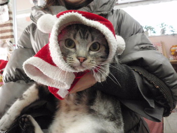 猫サンタさん