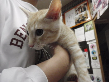 茶トラ猫里親体験中