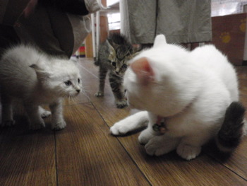 子猫里親募集　外