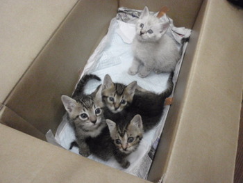 子猫里親募集　外
