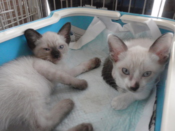 ３匹子猫里親募集