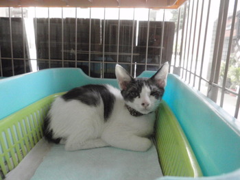 ３匹子猫里親募集